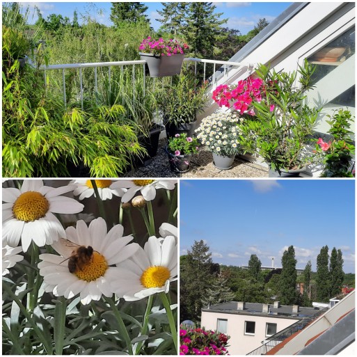 A short neighbourly greeting from the balcony next door, which was also spontaneously converted into a workplace and where the place with the strongest WiFi signal is still being sounded out, as well 